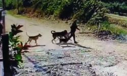 Evin bahçesindeki köpeği çaldı
