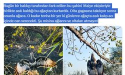 Gagasına olta takılan şahin ağaca asılıyken kurtarıldı