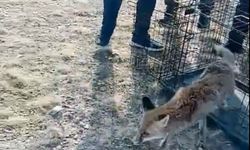 Gübre çukuruna düşen tilkiyi DKMP kurtardı