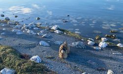 Güney Amerika balabanı DKMP tarafından koruma altına alındı