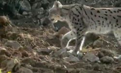 Hakkari'de nesli tehlike altındaki vaşak kameralara yansıdı