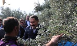 Hatay'da Zeytin Hasadı Başladı