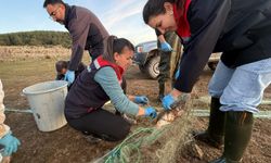 Hayalet ağa takılan 500 balık kurtarıldı