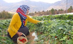 Hobi olarak başladı, geçim kaynağı oldu