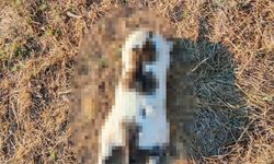 İşkenceyle öldürülen kedi için soruşturma başlatıldı