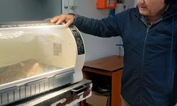 Kayıp sokak kedisi, patisinde mermiyle geri döndü