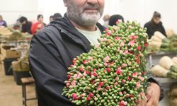 Kesme Çiçek ve Süs Bitkilerinde Rekor İhracat