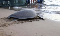 Lansinoh'un rotasını 25 bin kişi görüntüledi