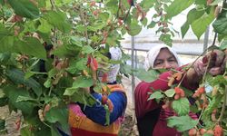 Mersin'de karadut hasadı start verdi