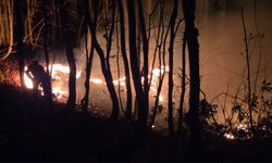 Ordu'da örtü yangını ormana sıçradı