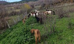 Ormanda kaybolan 30 küçükbaş dronla bulundu