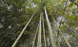 Samsunlu emekli Nedim Taflan bambu yetiştirerek 500 bin TL kazandı