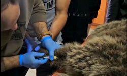 Yaralı bozayı tedavi altına alındı