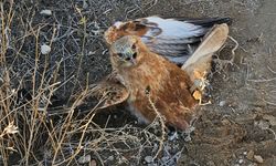 Yaralı bulunan kızıl şahin, tedavi altına alındı