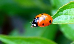 Uğur Böcekleri Evleri Bastı! Vatandaşlar Şaşkın: “Her Yerde Var”