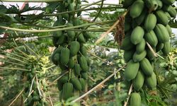 Alanya'daki papaya meyvesine yurt dışından rağbet