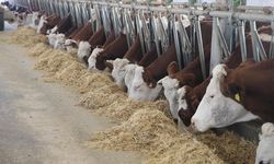 Devlet Desteğiyle Hayvancılıkta Büyüdü