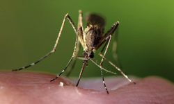 İklim Krizi Yeni Hastalıkları Tetikliyor mu? Bilim Dünyası Uyardı