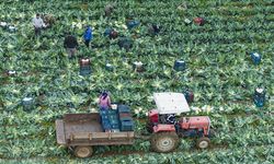 İzmir'in Kışlık Sebze Hasadı Başladı