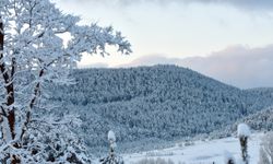 Kars'ta kar yağışında sarıçam ormanlarını beyaz gelinlik giydi