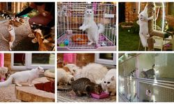 Libya'da kedilere lüks hizmetler sunuluyor