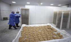 Tescilli Malatya Tarhanası İhracata Hazırlanıyor