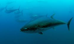 Türkiye'nin mavi yüzgeçli orkinos kotası yükseldi