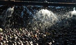 Zeytin Sıkımında Kullanılan Su, Tarıma Dönecek