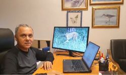 ' Ağaçtaki Anadolu Parsı Değil, Vaşak'