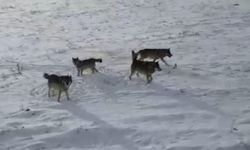 Ardahan'da kurt sürüsü dron ile görüntülendi