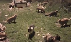 Beraber yemek yedikleri anlar kameraya yansıdı