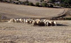 Çoban bulmak giderek zorlaşıyor