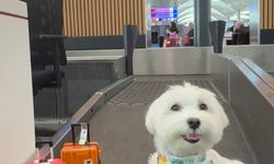 Dünya turundaki 'Tofu' İstanbul'da