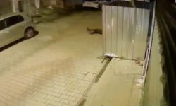 Dur ihtarına uymayan şoför bekçiye çarpıp kaçtı