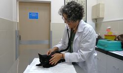 İnsanlar için kullanılan ağrı kesiciler hayvanlar için ölümcül oluyor