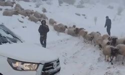 Karda Mahsur Kalan 800 Küçükbaş Hayvan Kurtarıldı