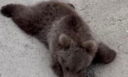 Yaralı bozayı tedaviye alındı