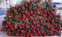 Yılbaşı çiçeği: Kokina fiyatları nedir?