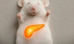 Tip 1 Diyabet Araştırmalarında Dönüm Noktası: Farelerde Kalıcı İyileşme