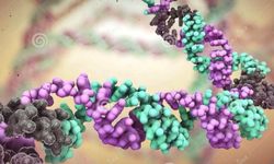 DNA hasarını nasıl engelleriz?