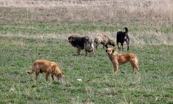 ABB'ye Ait Barınakta Köpekler İtlaf mı Edildi?