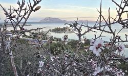 Datça’da 'Geleneksel Badem Çiçeği Festivali' hazırlıkları