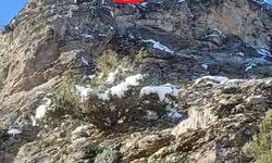 18 keçi kurtarılmayı bekliyor