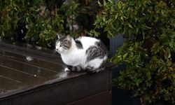 Antalya'da şiddetli sağanak hayatı olumsuz etkiledi