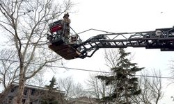 Avcılar'da güvercini itfaiye kurtardı