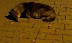 Bitkin Halde Bulunan Çakal Yavrusu Tedavi Altına Alındı