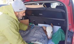 Buzağıya otomobilin bagajında serum tedavisi uygulandı