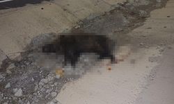 Domuza çarpan otomobil, şarampole yuvarlandı