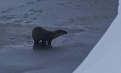 Hakkari-Yüksekova'da su samuru