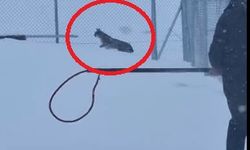 Kayseri'de vaşak kurtarıldı